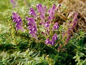 阿爾泰黃芩 阿爾泰黃芩