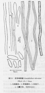 茴香褐褶菌 茴香褐褶菌
