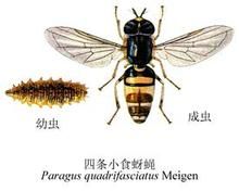 四條小食蚜蠅 四條小食蚜蠅