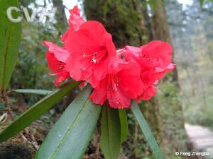 芒刺杜鵑 芒刺杜鵑