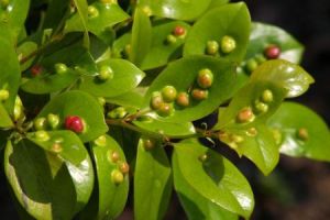 植物害蟲 植物害蟲