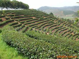 武夷山茶都 武夷山茶都