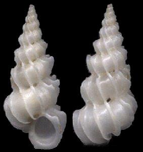 葉飾海螄螺 葉飾海螄螺