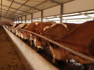 山東征遠牧業牛羊驢養殖場 山東征遠牧業牛羊驢養殖場