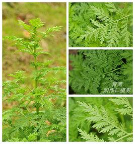 青蒿[菊科蒿屬植物]