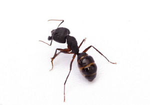 臭蟻亞科 臭蟻亞科