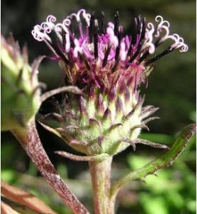 琴葉厚喙菊 琴葉厚喙菊