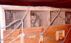 裝船運輸前，可憐的猴子被關進籠子。