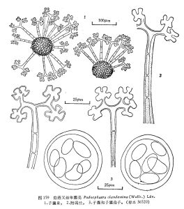 隱蔽叉絲單囊殼