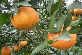 彭祖壽柑 彭祖壽柑