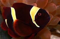 金透紅小丑魚 金透紅小丑魚