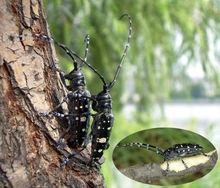 苦楝樹上的“牛角蚣”，孩子們的玩具。