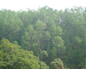 嘎空良子自然村 嘎空良子自然村