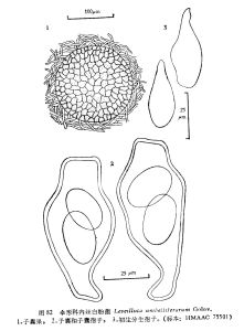 傘形科內絲白粉菌