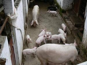 發枝自然村-生豬養殖