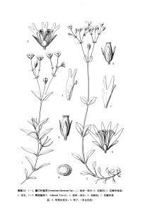 鄂西卷耳 鄂西卷耳