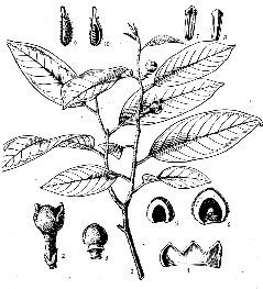 金果瓜馥木 金果瓜馥木