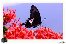 白紋鳳蝶 白紋鳳蝶