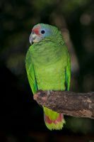 紅尾亞馬孫鸚哥 紅尾亞馬孫鸚哥