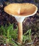 深凹杯傘 深凹杯傘