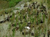稻田養鴨