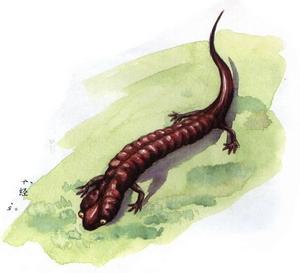 西部紅背無肺螈 西部紅背無肺螈