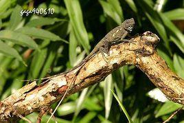 斯文豪氏攀蜥（雄）