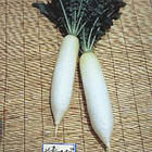 長春大型春蘿蔔 長春大型春蘿蔔
