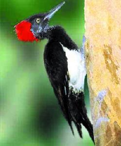 白腹黑啄木鳥 白腹黑啄木鳥