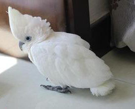 杜可波氏鳳頭鸚鵡 杜可波氏鳳頭鸚鵡