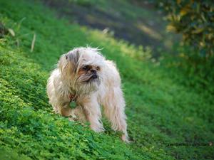 BRUSSELS GRIFFON