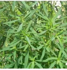 樟味藜（原亞種）