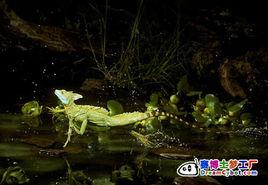 蛇怪蜥蜴 蛇怪蜥蜴