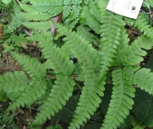 鐵角鳳尾草 鐵角鳳尾草