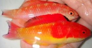 大西洋小公魚 大西洋小公魚