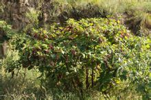 山藤藤秧 山藤藤秧