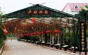 河口新戶百棗園