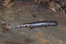 多氏游舌螈 多氏游舌螈