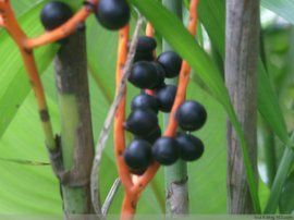 袖珍椰子 袖珍椰子