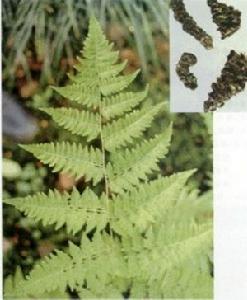 狗脊貫眾[中藥]