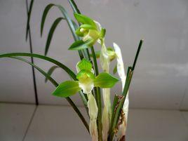 碧玉蘭花 碧玉蘭花