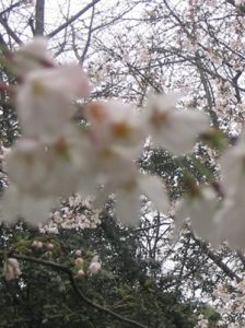 珞珈山水 珞珈山水