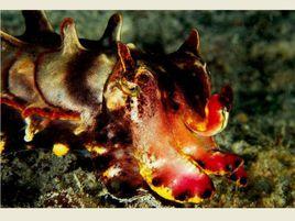 火焰烏賊 火焰烏賊