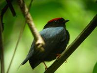 尖尾嬌鶲 尖尾嬌鶲