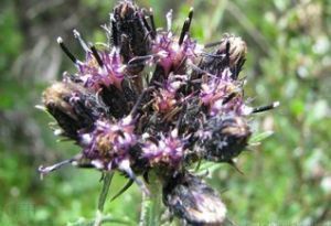 麗江風毛菊 麗江風毛菊