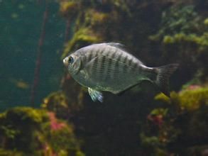 海鯽 海鯽
