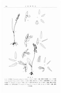 淡黃花兜被蘭