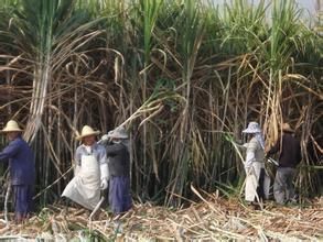 威遠鎮河東村 威遠鎮河東村