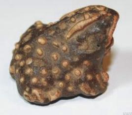 中華大蟾蜍 中華大蟾蜍