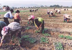 （圖）農場繁忙景象